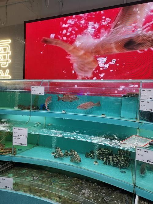 萬榮開水族店怎么樣？加盟祥龍魚場賣龍魚市場怎樣？