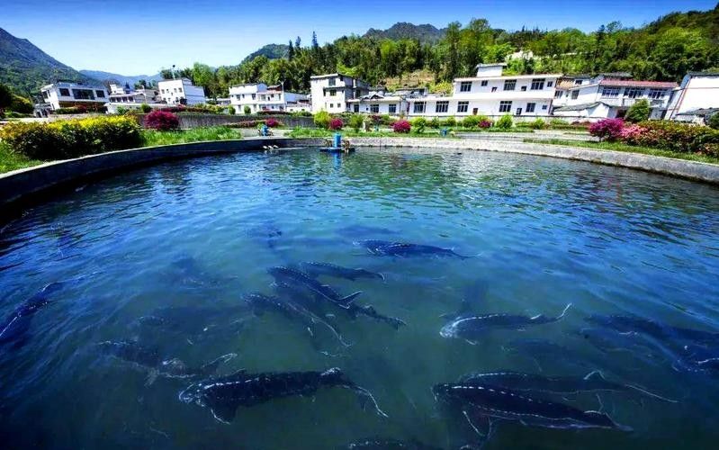 雅安開水族店怎么樣？加盟祥龍魚場(chǎng)賣龍魚市場(chǎng)怎樣？