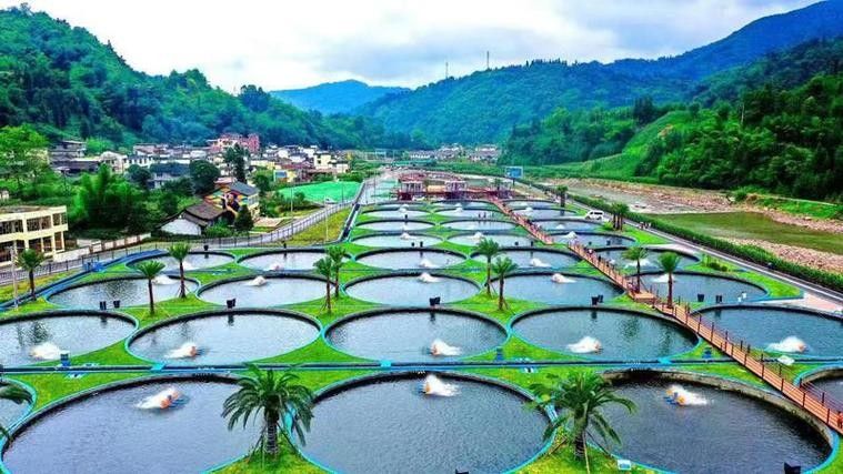 雅安開水族店怎么樣？加盟祥龍魚場(chǎng)賣龍魚市場(chǎng)怎樣？