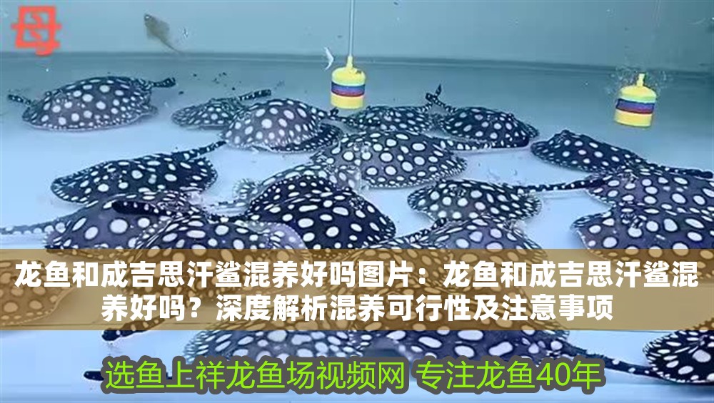 龍魚和成吉思汗鯊混養好嗎圖片：龍魚和成吉思汗鯊混養好嗎？深度解析混養可行性及注意事項