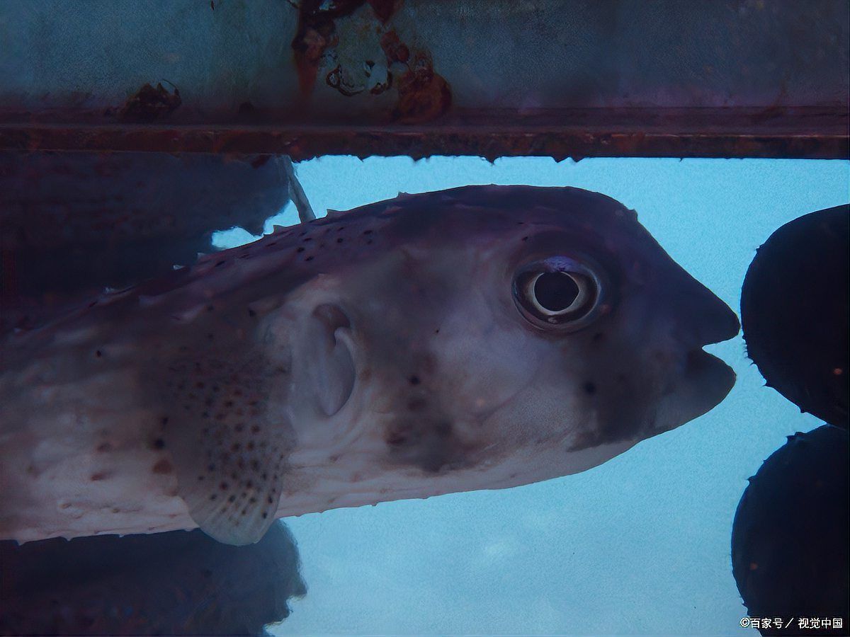 龍魚浮頭張嘴的梗是什么意思