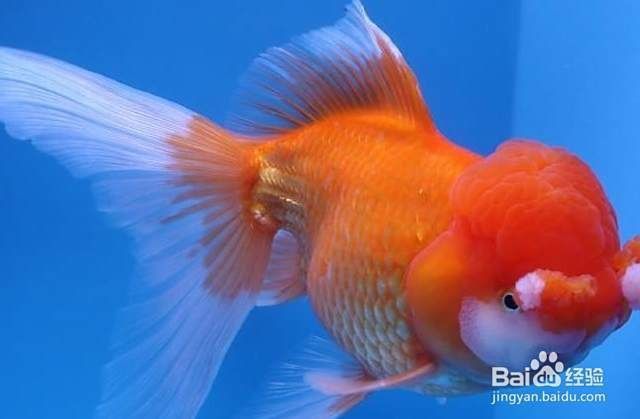 龍魚浮頭張嘴的梗是什么意思