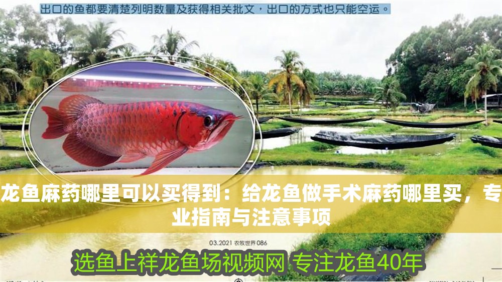 龍魚麻藥哪里可以買得到：給龍魚做手術麻藥哪里買，專業指南與注意事項