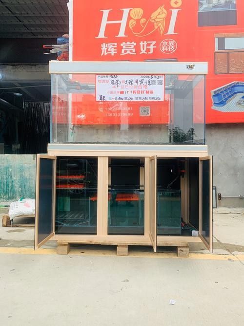 賓川開水族店怎么樣?加盟祥龍魚場賣龍魚市場怎樣?