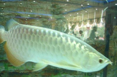 銀龍魚蒙眼病用什么藥擦(治療銀龍魚蒙眼病時(shí),可以采用多種藥物進(jìn)行治療,以下幾種推薦)