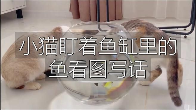 如何判斷貓是否對(duì)魚缸感興趣?