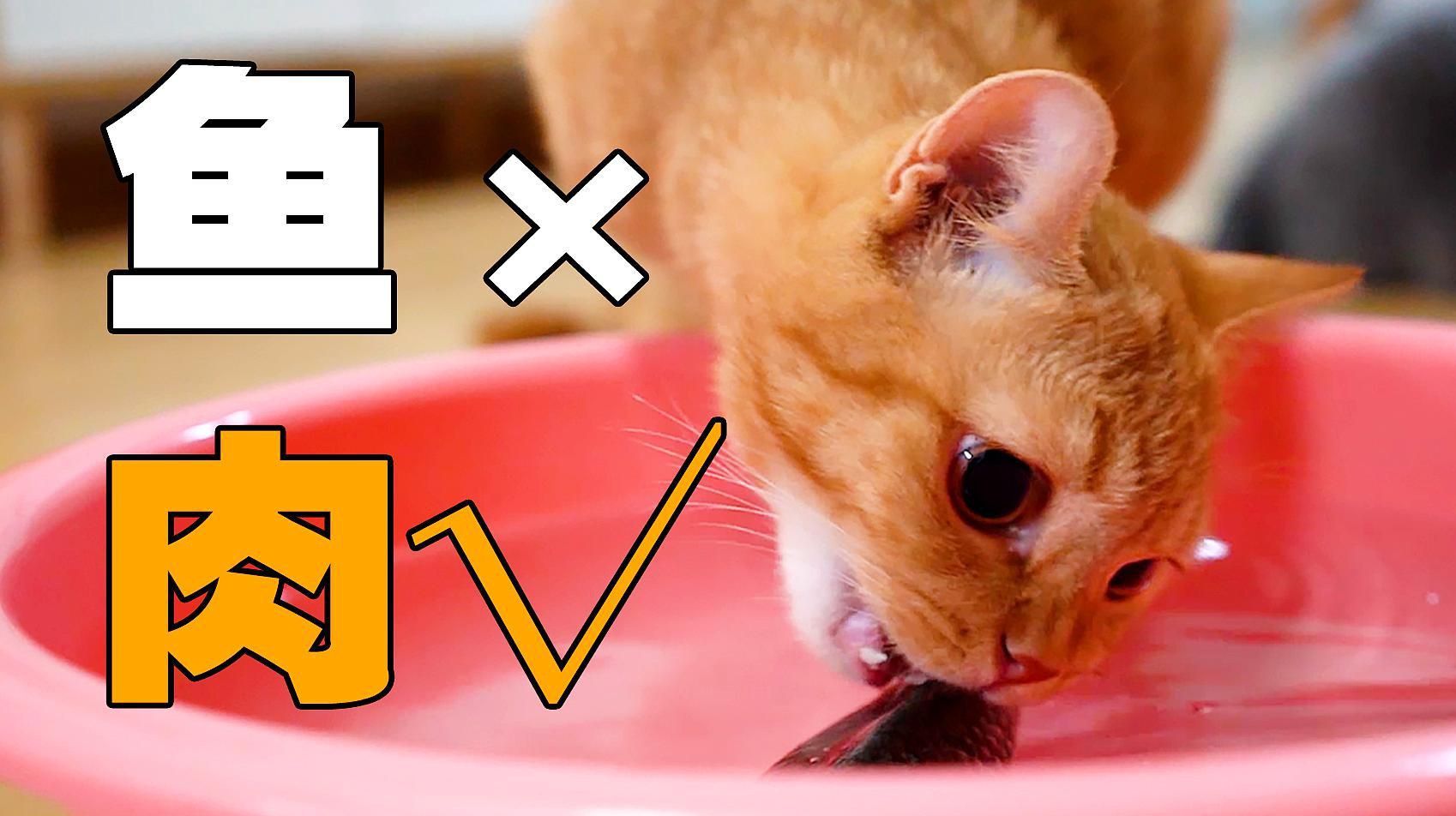 如何判斷貓是否對(duì)魚缸感興趣?