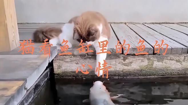 如何判斷貓是否對(duì)魚缸感興趣?