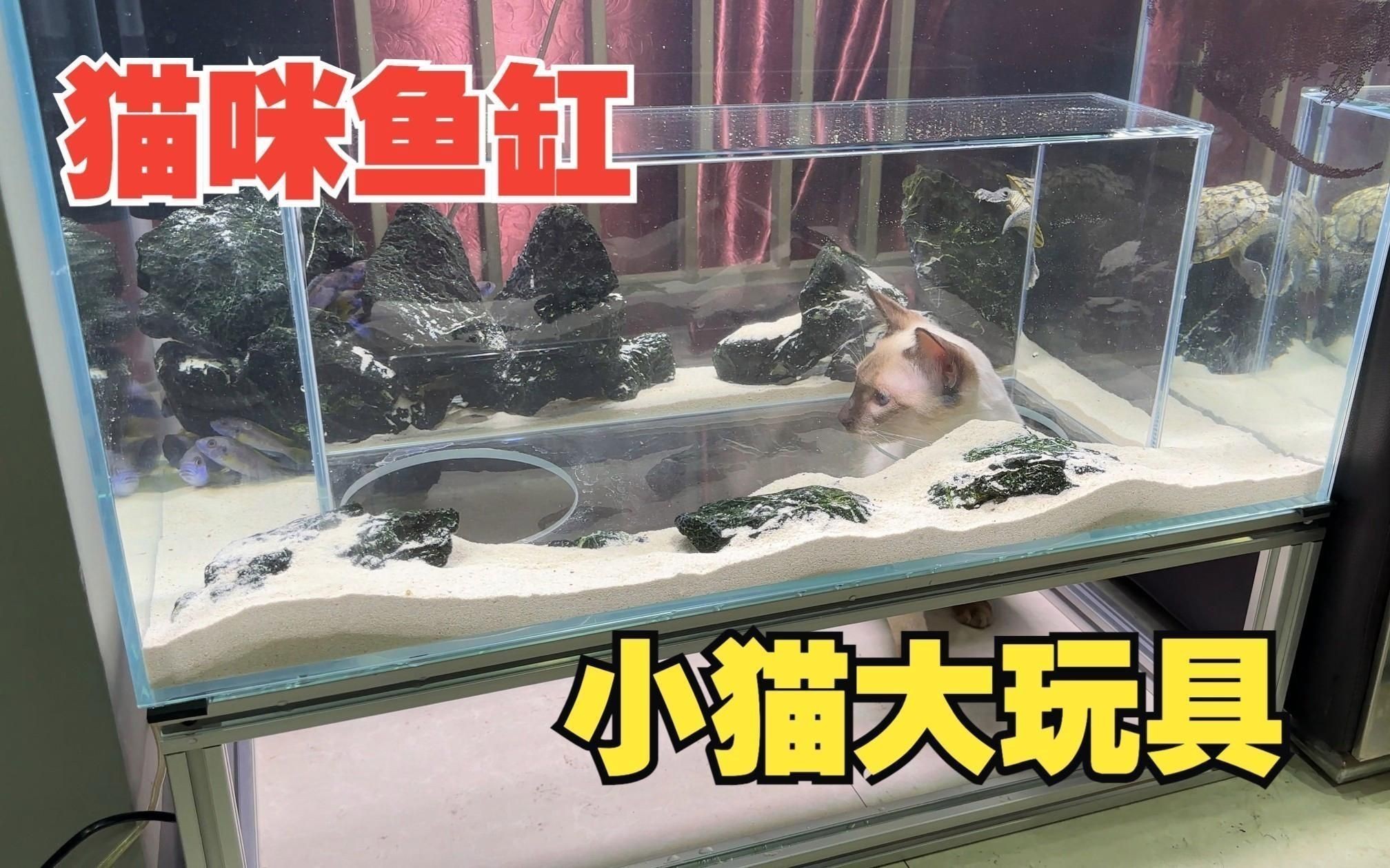 如何判斷貓是否對(duì)魚缸感興趣?