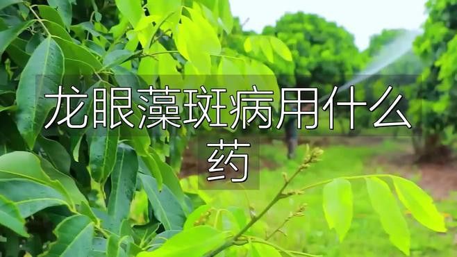 如何防治龍眼白霉病和藻斑病？