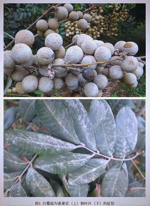如何防治龍眼白霉病和藻斑病？