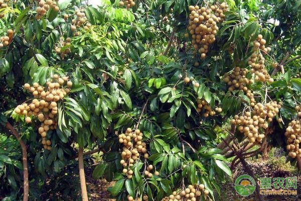 如何防治龍眼白霉病和藻斑病？