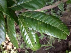 如何防治龍眼白霉病和藻斑病？