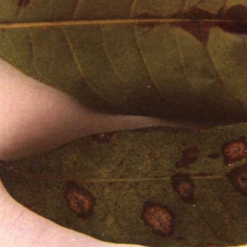 如何防治龍眼白霉病和藻斑病？