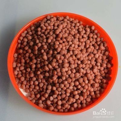 金三間魚飼料營養成分比較：金三間魚飼料自制方法