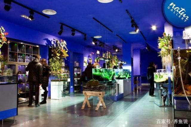 仁布開水族店怎么樣？加盟祥龍魚場賣龍魚市場怎樣？