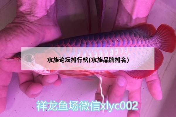 龍魚論壇哪個好,