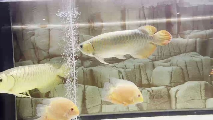 龍魚論壇哪個好,