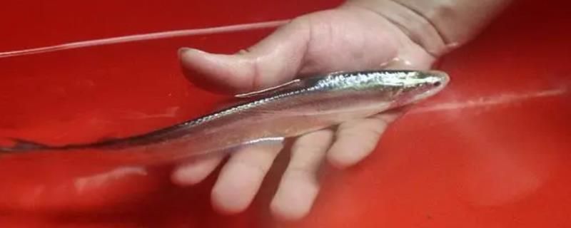 馬來西亞金龍魚怎么樣啊：馬來西亞金龍魚怎么樣？全面解析其特點、養(yǎng)殖與市場價值