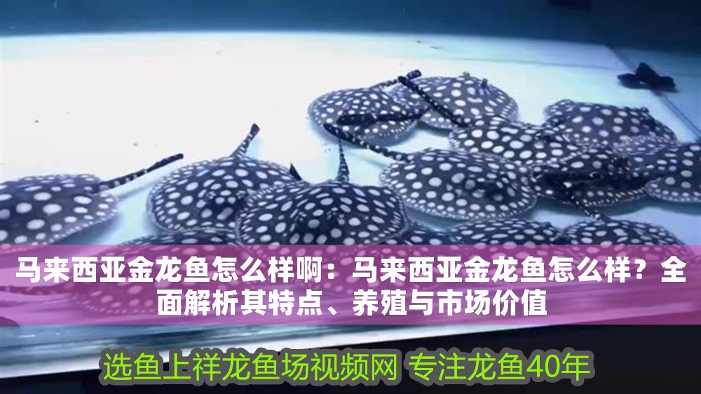 馬來西亞金龍魚怎么樣啊：馬來西亞金龍魚怎么樣？全面解析其特點、養(yǎng)殖與市場價值