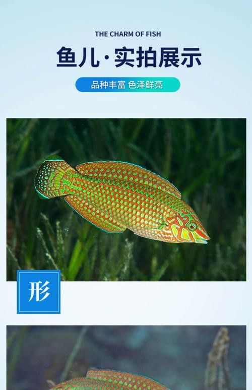 海水龍魚(yú)圖片大全大圖高清