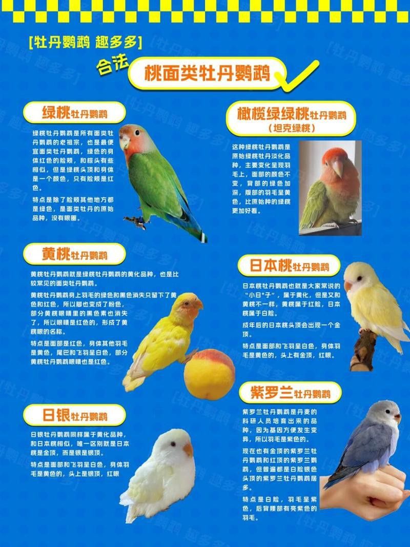 海水龍魚(yú)圖片大全大圖高清