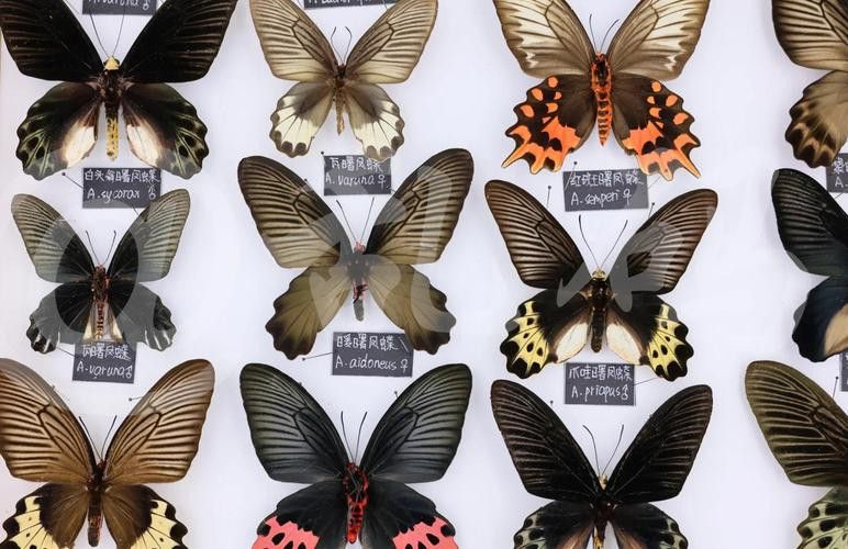 海水龍魚(yú)圖片大全大圖高清