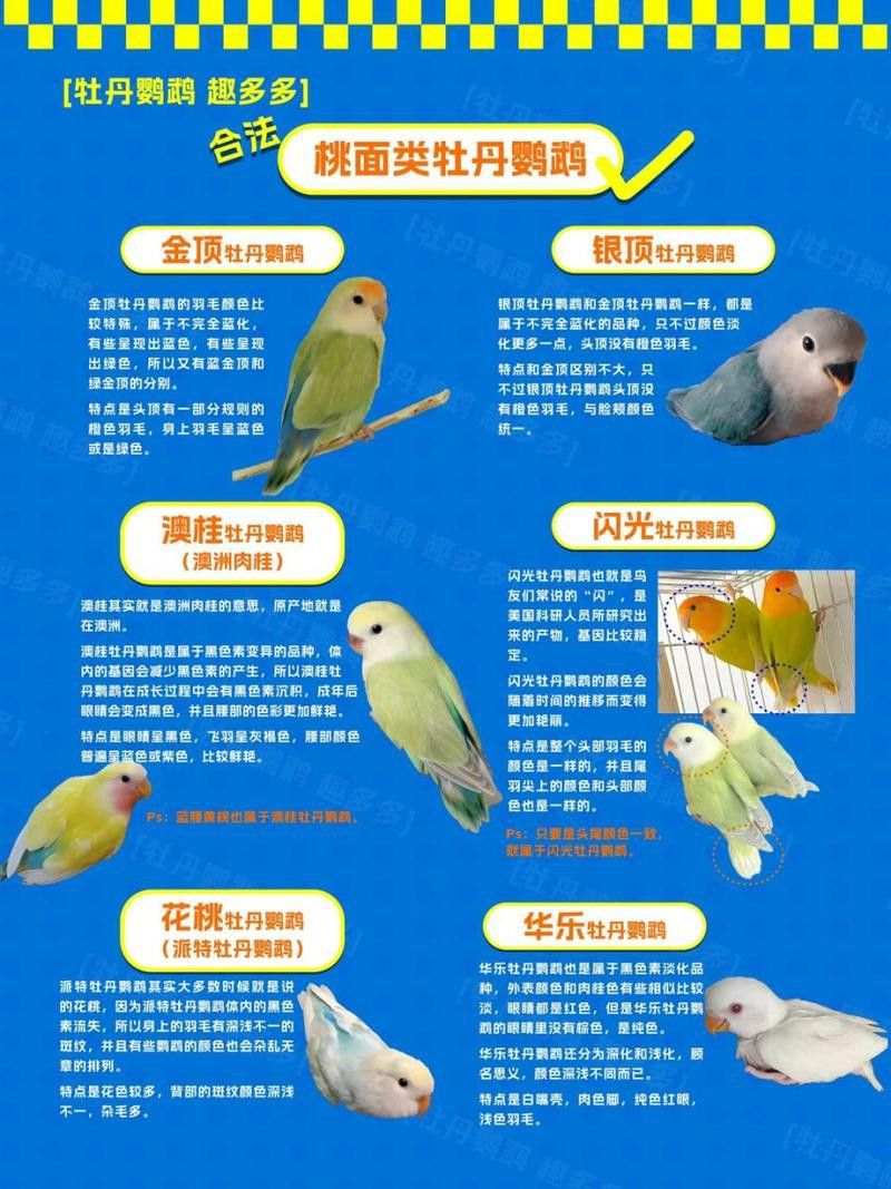 海水龍魚(yú)圖片大全大圖高清