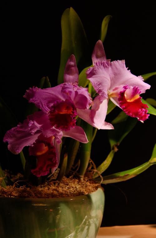 海水龍魚(yú)圖片大全大圖高清