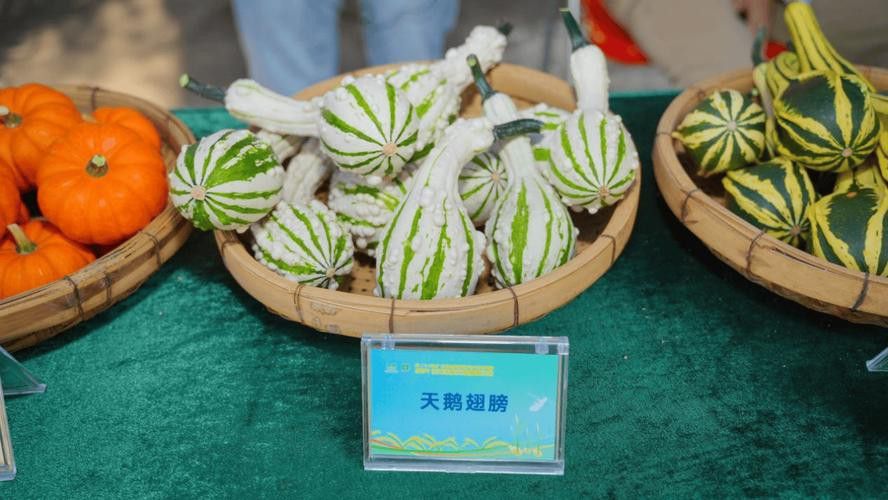 海水龍魚(yú)圖片大全大圖高清