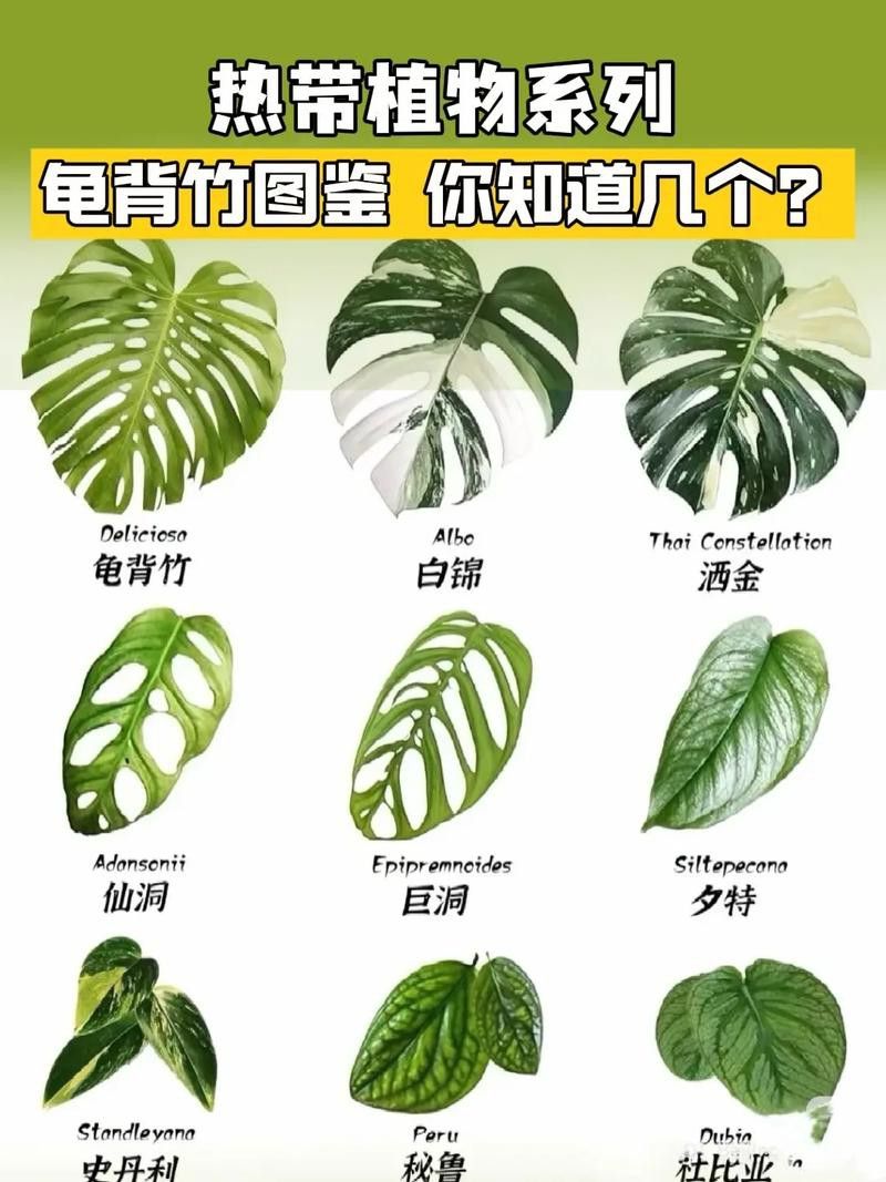 海水龍魚(yú)圖片大全大圖高清