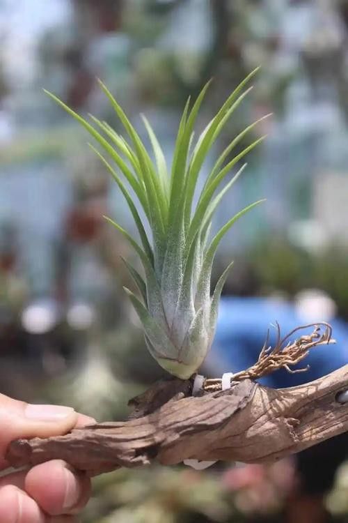 海水龍魚(yú)圖片大全大圖高清