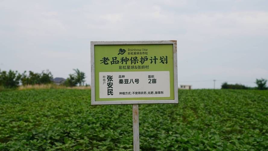 海水龍魚(yú)圖片大全大圖高清