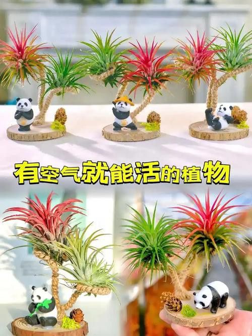 海水龍魚(yú)圖片大全大圖高清