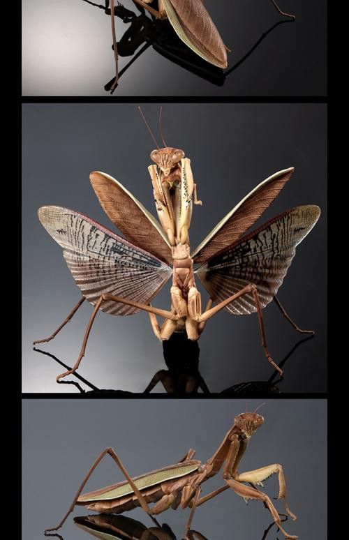 海水龍魚(yú)圖片大全大圖高清