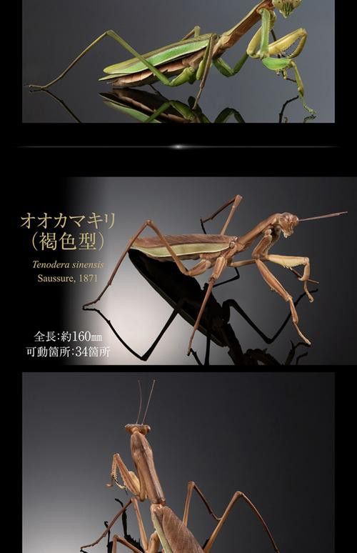 海水龍魚(yú)圖片大全大圖高清