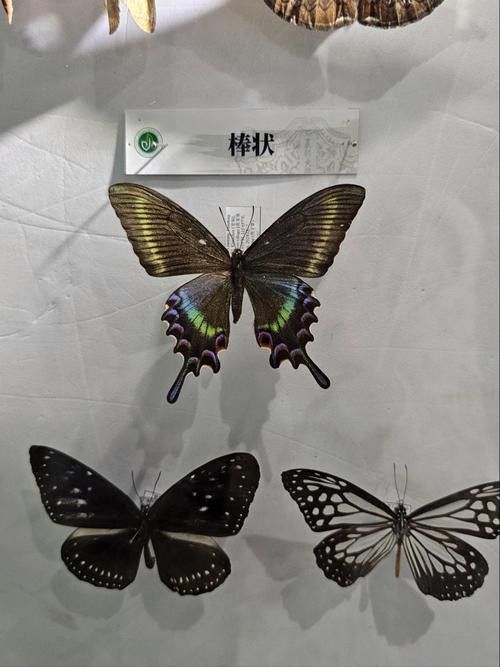 海水龍魚(yú)圖片大全大圖高清