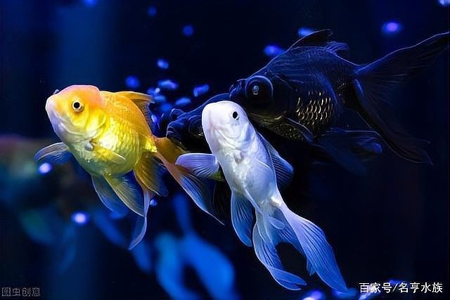 南寧開水族店怎么樣？加盟祥龍魚場賣龍魚市場怎樣？