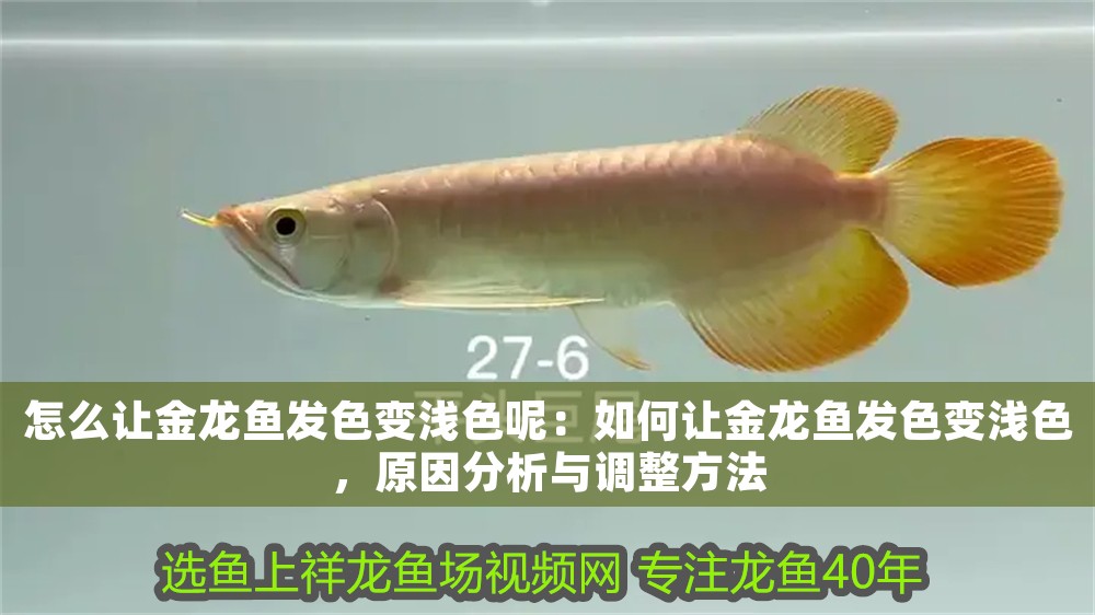 怎么讓金龍魚發色變淺色呢:如何讓金龍魚發色變淺色,原因分析與調整方法 龍魚百科 第1張 怎么讓金龍魚發色變淺色呢:如何讓金龍魚發色變淺色,原因分析與調整方法 怎么讓金龍魚發色變淺色呢:如何讓金龍魚發色變淺色,原因分析與調整方法 龍魚百科 第1張