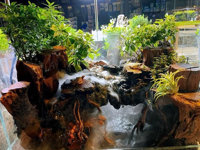 九寨溝開水族店怎么樣？加盟祥龍魚場賣龍魚市場怎樣？