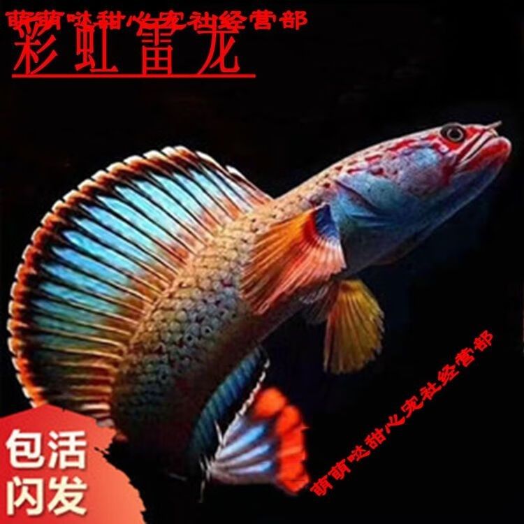 雷龍魚值得養(yǎng)嗎知乎小說免費閱讀