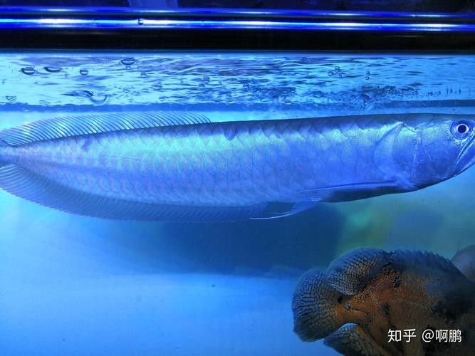 銀龍魚怎么分公母圖片