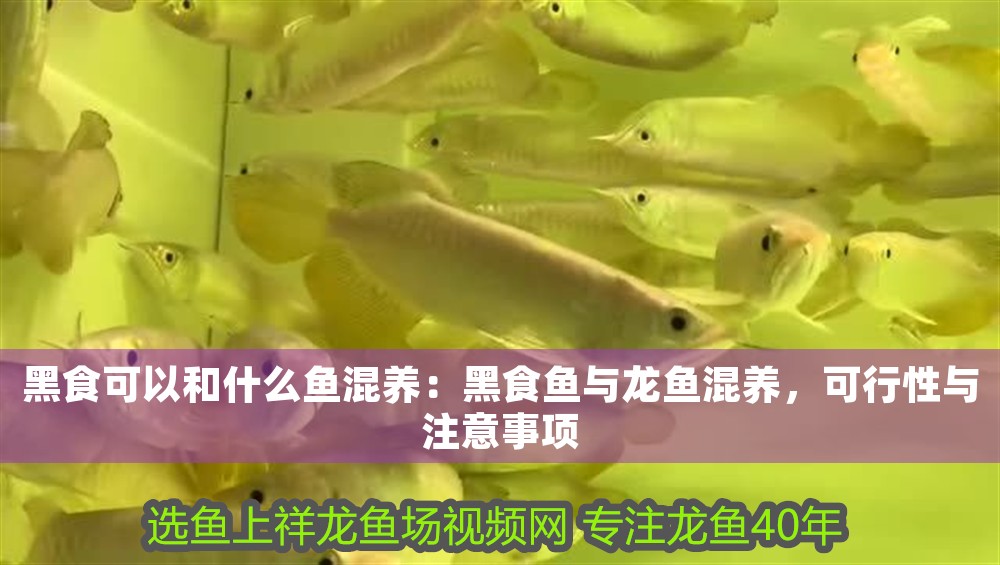 黑食可以和什么魚混養：黑食魚與龍魚混養，可行性與注意事項