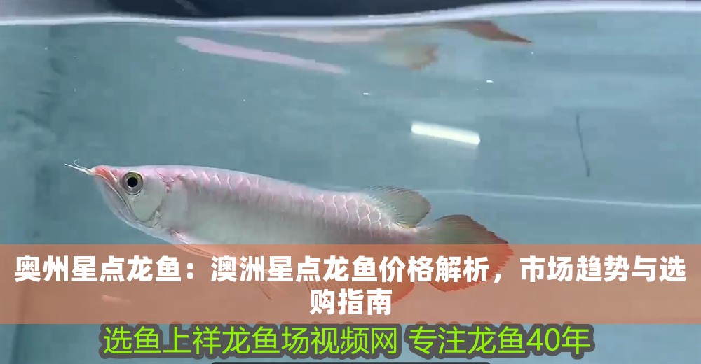 奧州星點龍魚：澳洲星點龍魚價格解析，市場趨勢與選購指南