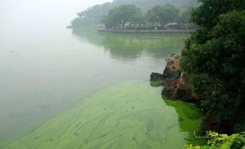奧州星點龍魚：澳洲星點龍魚價格解析，市場趨勢與選購指南