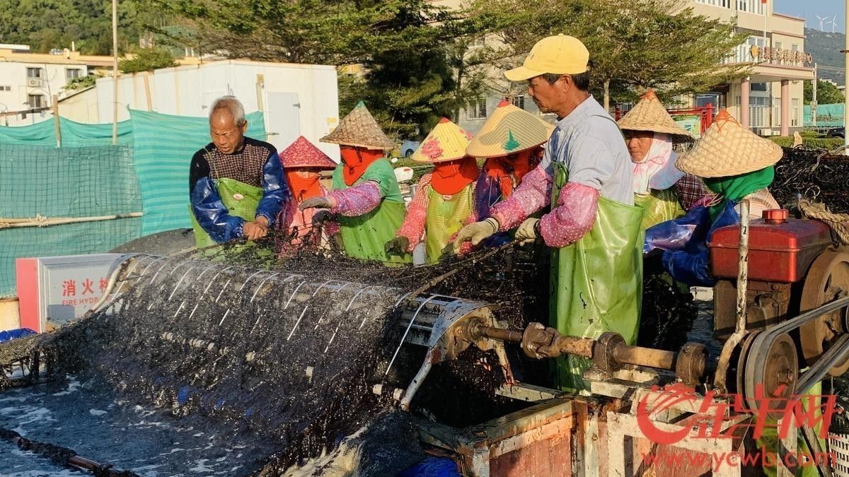 南澳開水族店怎么樣？加盟祥龍魚場賣龍魚市場怎樣？
