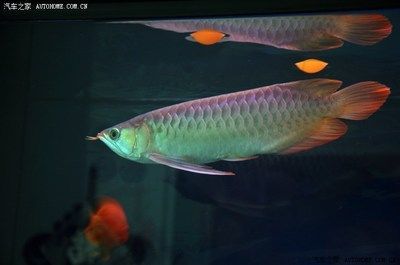 龍魚交流吧（龍魚交流吧是一個(gè)專注于龍魚愛好者的在線平臺(tái)平臺(tái)）