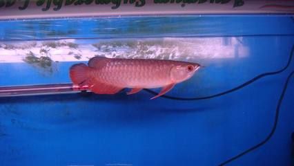 龍魚交流吧（龍魚交流吧是一個(gè)專注于龍魚愛好者的在線平臺(tái)平臺(tái)）