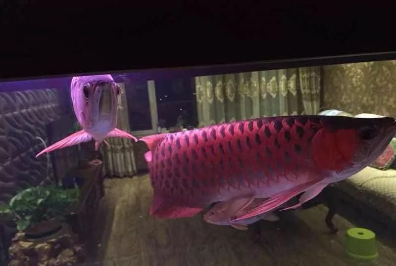 龍魚交流吧（龍魚交流吧是一個專注于龍魚愛好者的在線平臺平臺）
