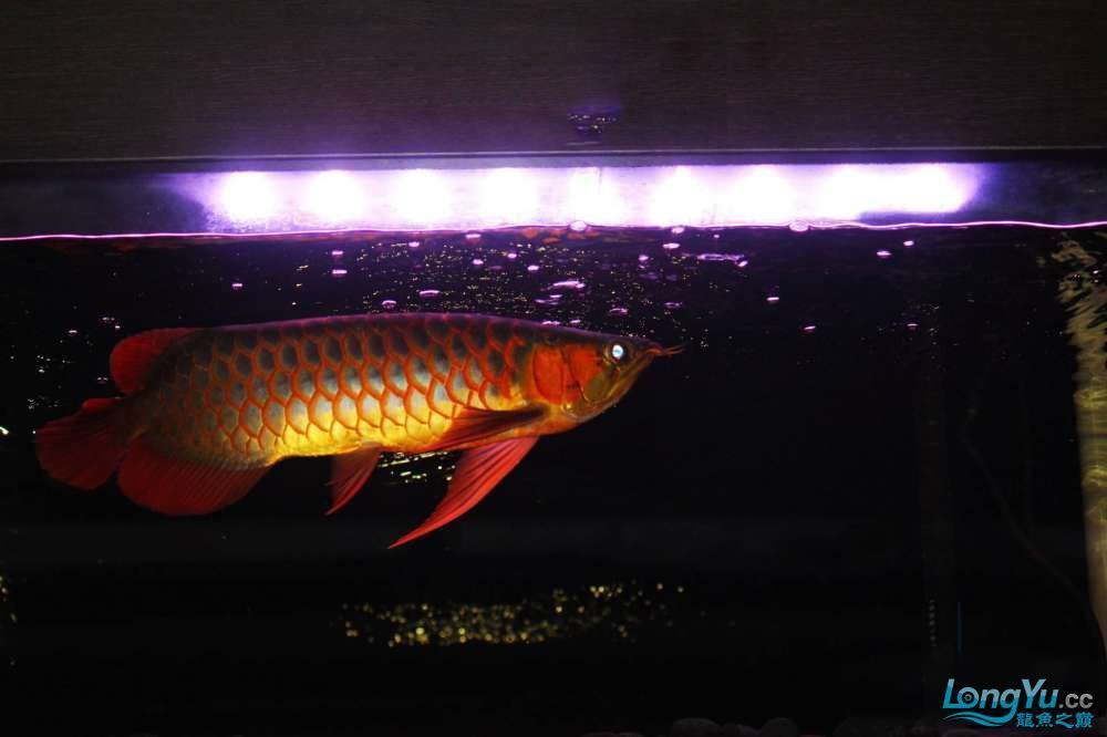 紅龍魚去哪里買的到：紅龍魚市場價格對比